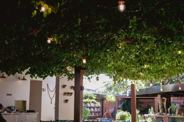 O teto de folhagem visto de baixo, com lâmpadas acesas entre as folhas e o salão do café ao fundo